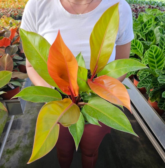 Philodendron Prince of Orange Plant in a 4" Pot ,live Rare Tropical  Philodendron Houseplant | 2 Plants Required per Order | - Etsy