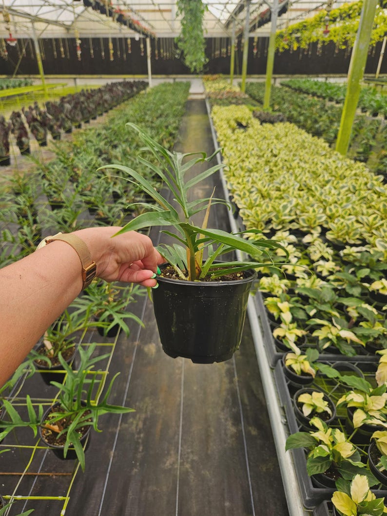 FreshFromGreenhouse Philodendron Tortum - Thumbnail 5