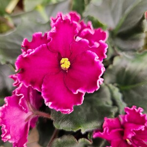 May include: A close-up of a vibrant pink African violet plant with ruffled petals and a yellow center. The plant has dark green leaves.