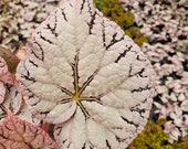 Artikel aus diesem Shop