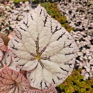 May include: A close-up of a begonia plant with large, light pink leaves with dark veins. The leaves have a textured, almost crinkled appearance.