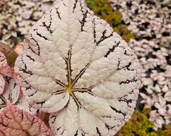 Begonia Silver Dollar, White Gray Variegated Live House Plant in a 5" pot, terrarium vivarium | 2 item minimum on orders |