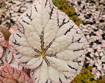 Begonia Silver Dollar, White Gray Variegated Live House Plant in a 5" pot, terrarium vivarium | 2 item minimum on orders |