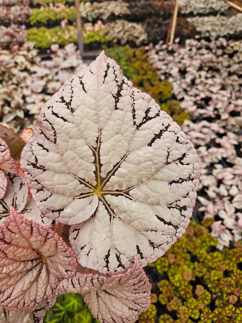 Begonia Silver Dollar, White Gray Variegated Live House Plant in a 5 pot, terrarium vivarium 2 item minimum on orders image 1