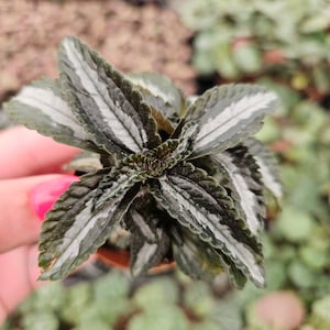 Pilea spruceana Silver Tree live plant in a miniature 2" pot | 2 plants required per order |
