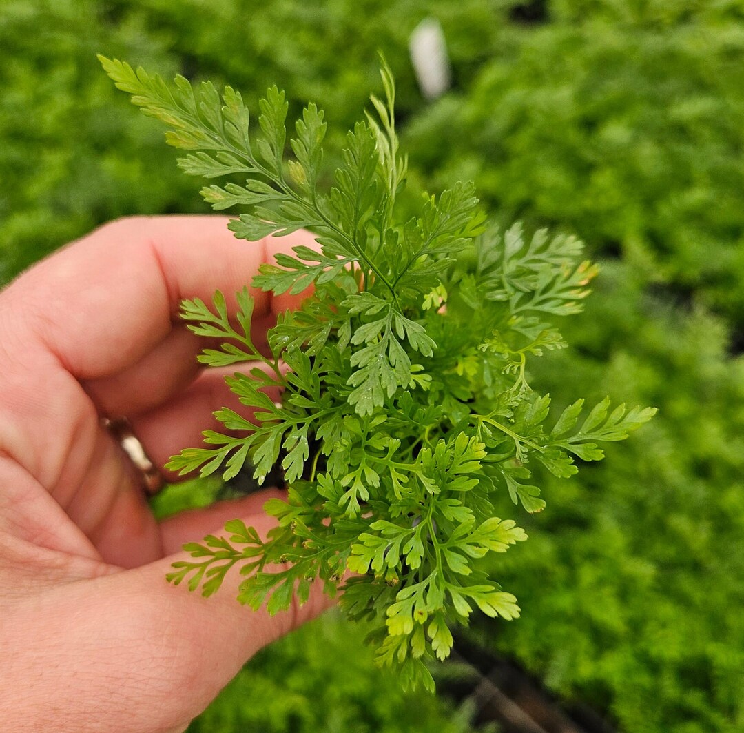White Rabbit's Foot Fern Plant in a 1 Starter Plug, Live Fuzzy Fern