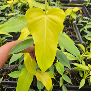May include: A close-up of a vibrant, chartreuse-colored plant leaf with a prominent central vein. The leaf is heart-shaped and surrounded by other green leaves. The plant is in a small black pot, and the background is filled with similar plants.