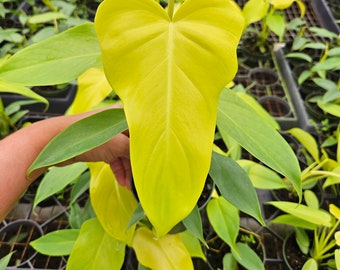 Golden Violin Philodendron Aurea: Rare Tropical Houseplant in 6" Pot