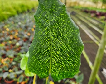 May include: A Calathea musaica plant featuring a single large, upright leaf with a distinct grid-like pattern of dark green and light lime green veins. The leaf has a wavy edge and is planted in a dark plastic pot filled with dark potting soil.