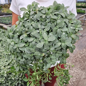 White Fittonia Plant in a 4&quot; pot – Nerve Plant with White Veins, Easy Care Indoor Plant, Perfect Gift for Plant Lovers, 2 Item Minimum