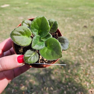Rockin Robin African Violet live plant, young pre-finished starter in a 4" pot | 2 plant minimum order required | plant only
