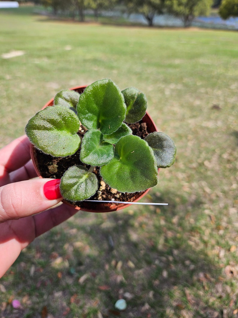 Rockin Robin African Violet live plant, young pre-finished starter in a 4" pot | 2 plant minimum order required | plant only
