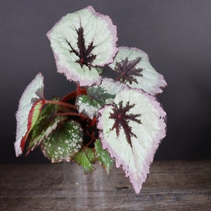 Purple Rex Begonia Plant in a 4" pot Harmony's Fire woman | 2 plant minimum on order|