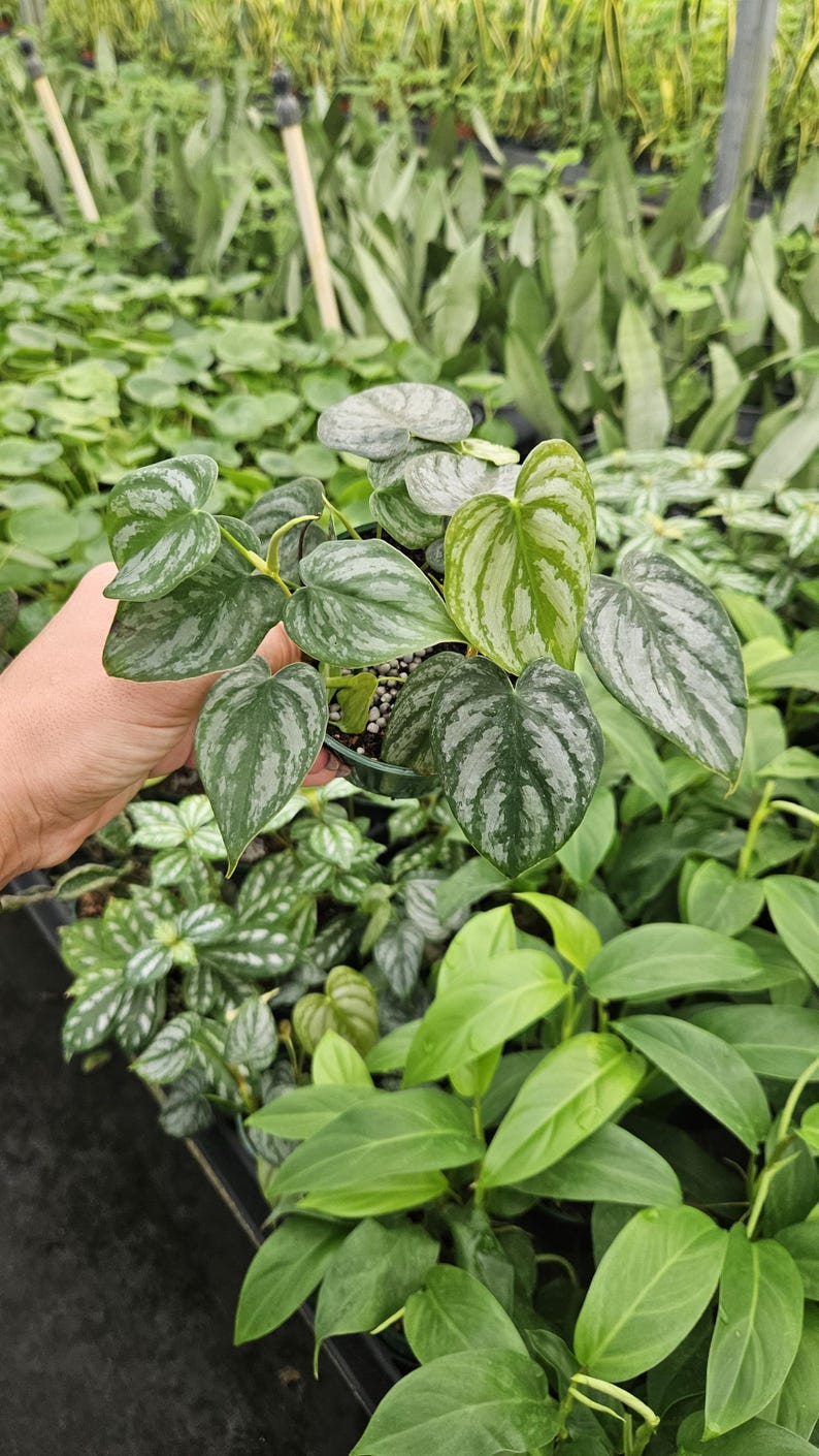 Philodendron brandtianum - Thumbnail 3