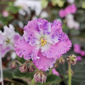 Amour Elite African Violet live plant, young starter in a 4" pot | plant lover gift | 2 plants required per order |