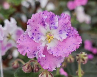 Harmonys Sparkling Money African Violet Starter Plant (ALL Starter