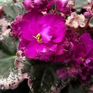 May include: Close-up of a vibrant African violet plant with deep magenta flowers. The petals have ruffled edges and a yellow center. The leaves are a mix of green and white, creating a striking contrast.