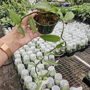 Vanilla Planifolia ,Edible Green Live Vanilla Plant in 4&quot; Pot | Vining Orchid | Grow Your Own Vanilla  | 2 plants required per order |