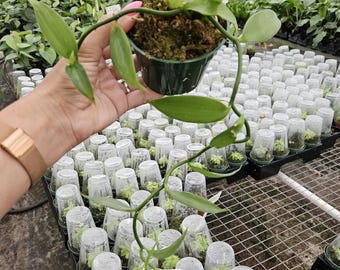 Vanilla Planifolia ,Edible Green Live Vanilla Plant in 4&quot; Pot | Vining Orchid | Grow Your Own Vanilla  | 2 plants required per order |