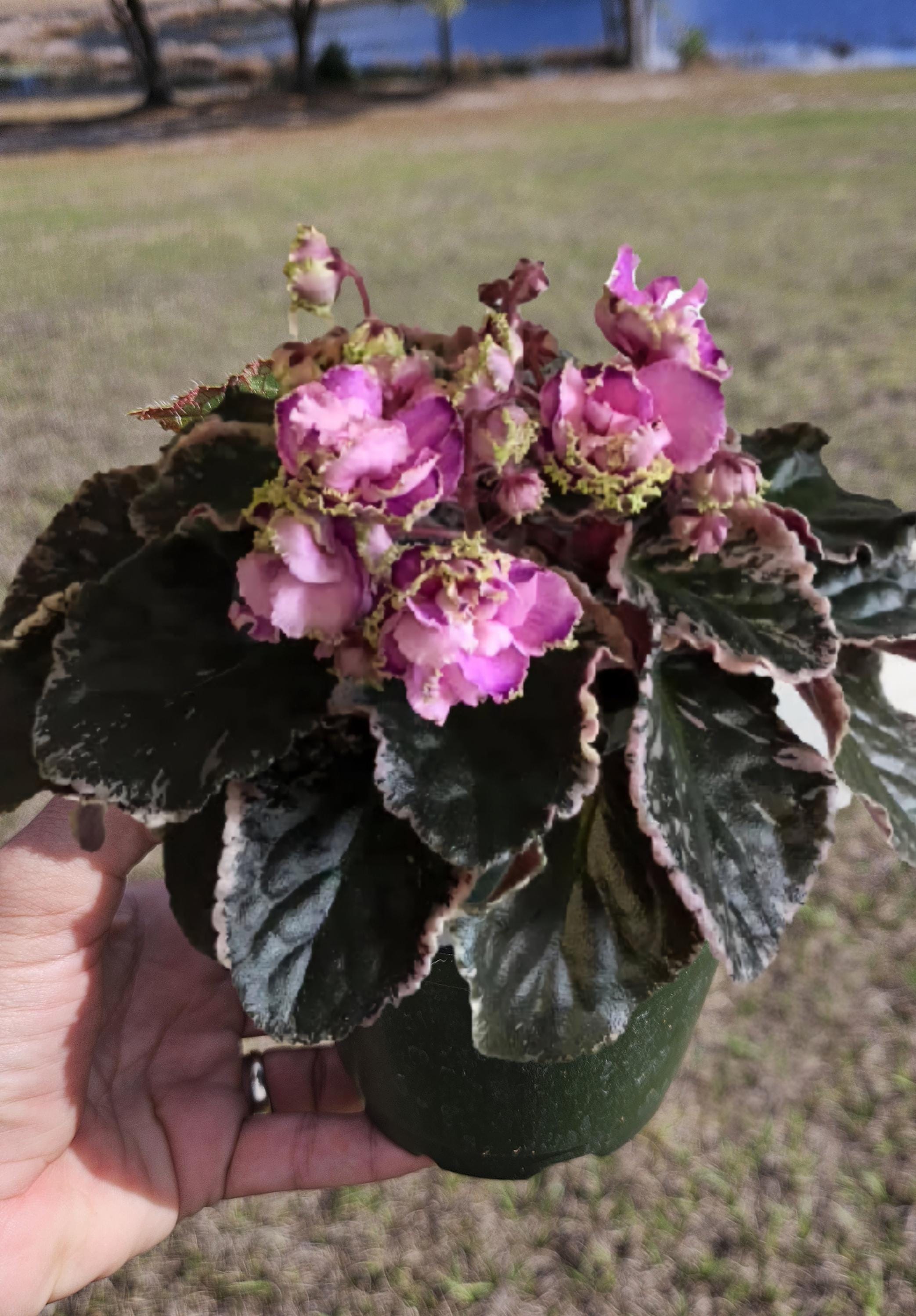 Wranglers Gaudy Lady African Violet Live Plant, Young Starter in a