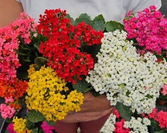 Planta de Kalanchoe en flor viva, maceta de 11,4 cm / Planta de interior con flores Flaming Katy / Kalanchoe Blossfeldiana / Mínimo 2 plantas