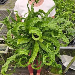 Hurricane Fern plant, Live birds nest hurricane fern plant ,Asplenium antiquum Hurricane Bird's nest | 2-Plant Minimum |