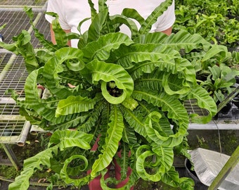 Hurricane Bird Nest Fern, Starter Plant - Asplenium Antiquum - Etsy