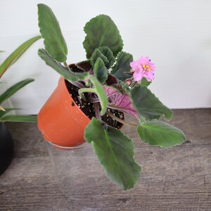 Pode incluir: Uma planta de violeta africana rosa com folhas verdes em um vaso de terracota. A planta est&aacute; sentada em uma superf&iacute;cie de madeira.