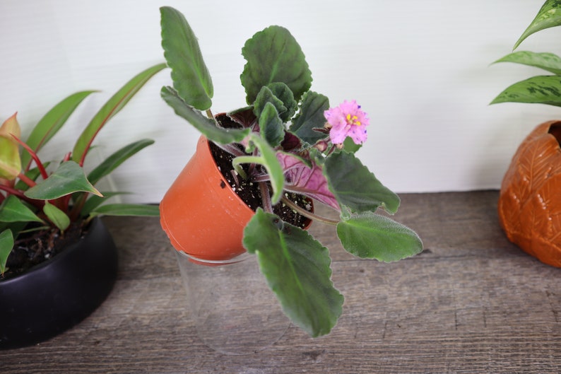 Pode incluir: Uma planta de violeta africana rosa com folhas verdes em um vaso de terracota. A planta est&aacute; sentada em uma superf&iacute;cie de madeira.