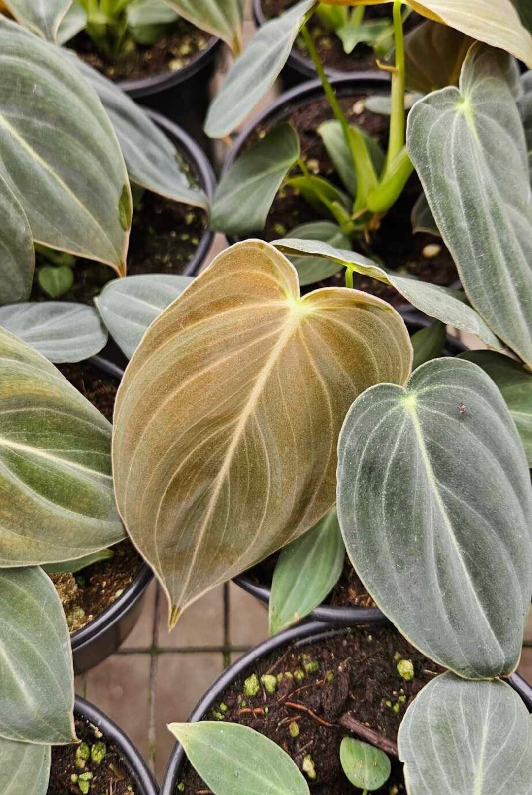 Philodendron 'Black Gold' 4"