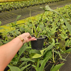 Puede incluir: Una planta en maceta con hojas grandes y verdes y un tallo largo y delgado se sostiene en una maceta de pl&aacute;stico negro. La planta est&aacute; en un invernadero, rodeada de otras plantas en macetas similares. Las hojas tienen una forma &uacute;nica.