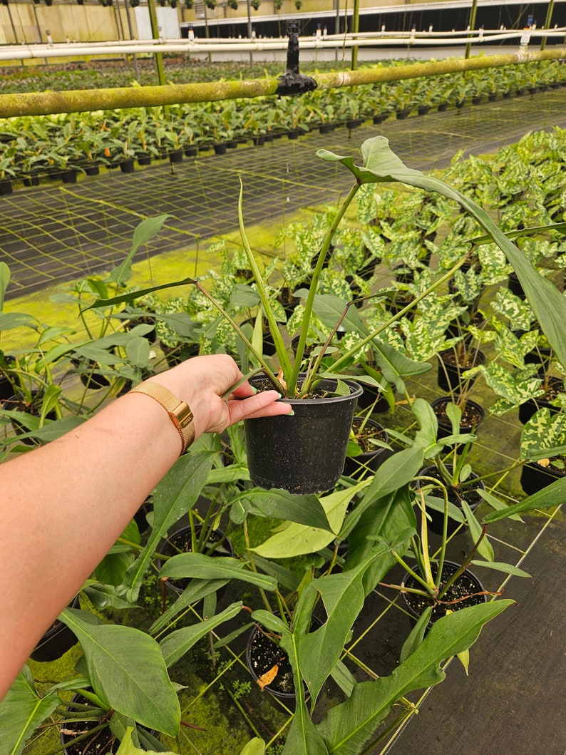 Puede incluir: Una planta en maceta con hojas grandes y verdes y un tallo largo y delgado se sostiene en una maceta de pl&aacute;stico negro. La planta est&aacute; en un invernadero, rodeada de otras plantas en macetas similares. Las hojas tienen una forma &uacute;nica.