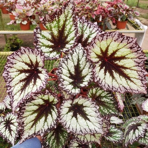 Firework Rex begonia plant in a 5" pot, Variegated Purple rex begonia live plant | 2 plant minimum on order|