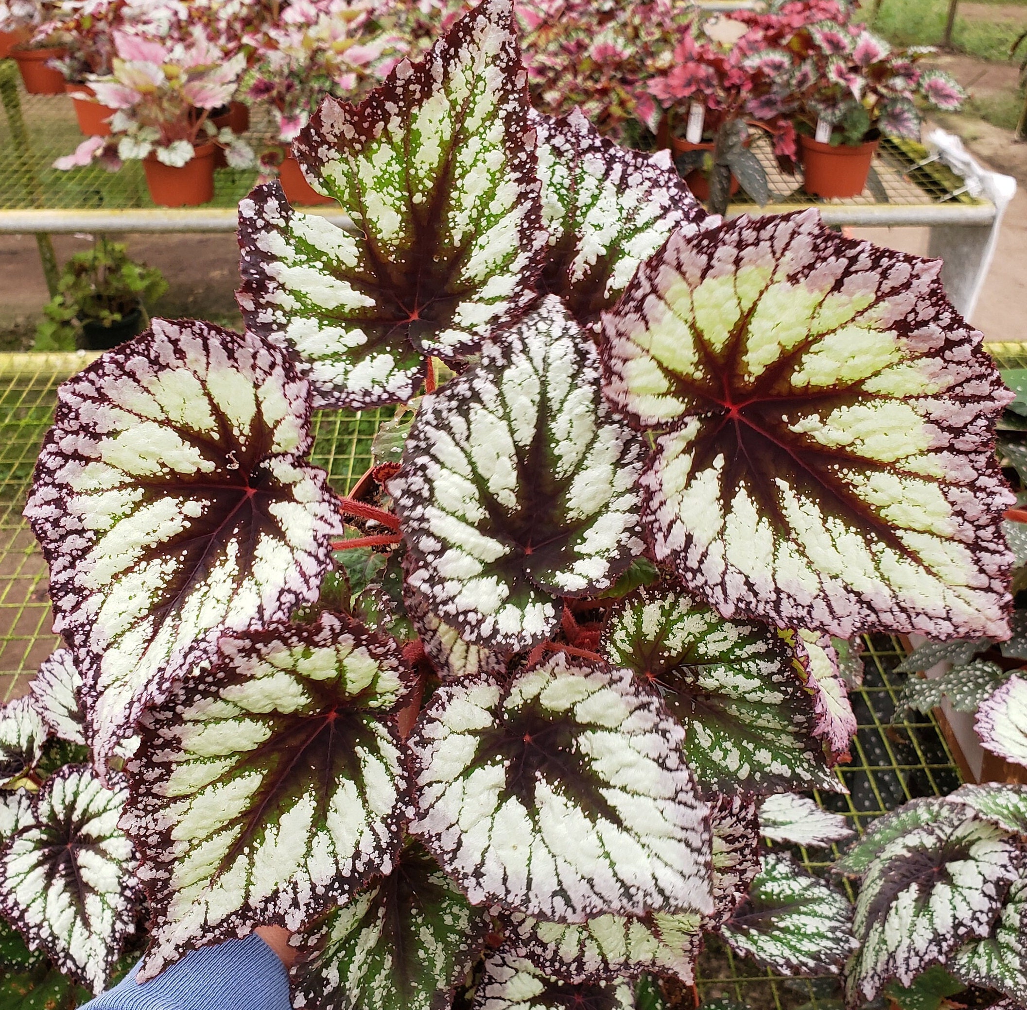 Firework Rex begonia plant in a 5" pot, Variegated Purple rex begonia live plant | 2 plant minimum on order|