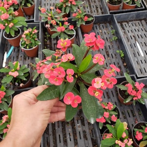 Crown of thorn live 5 plant , pink euphorbia milii flowering cactus, full sun outdoor blooming plant 2 plants required per order image 8