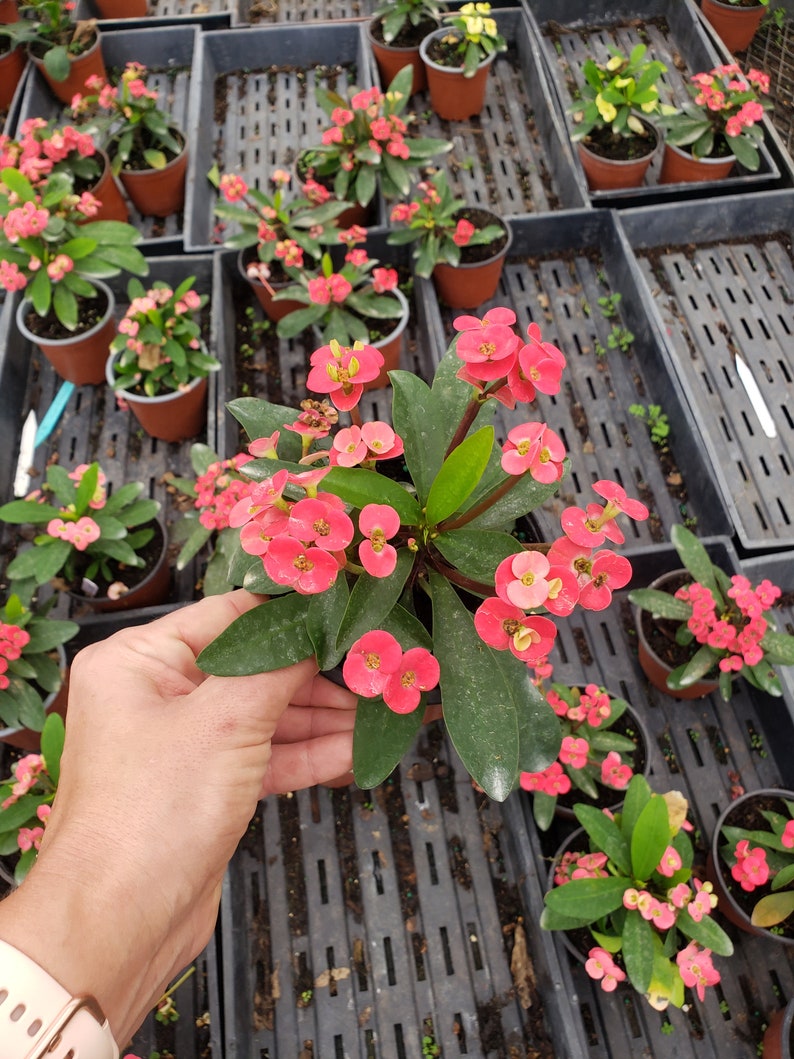 Crown of thorn live 5 plant , pink euphorbia milii flowering cactus, full sun outdoor blooming plant 2 plants required per order image 8