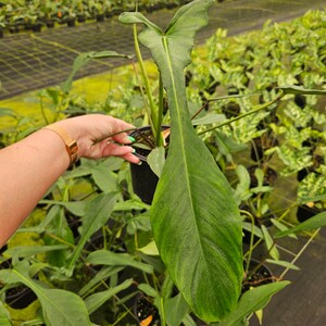 Puede incluir: Una planta en maceta con hojas verdes grandes y alargadas. Las hojas tienen venas prominentes y una superficie texturizada. La planta est&aacute; en una maceta negra, con otras plantas visibles en el fondo, lo que sugiere un invernadero.