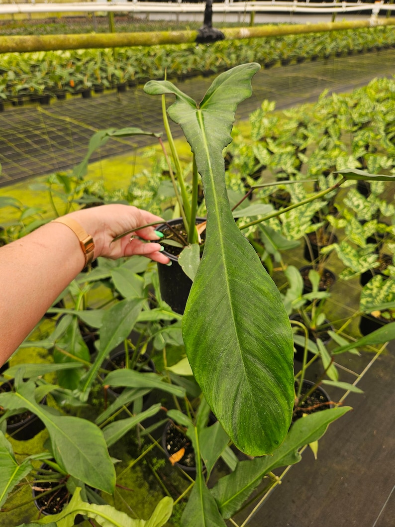 Puede incluir: Una planta en maceta con hojas verdes grandes y alargadas. Las hojas tienen venas prominentes y una superficie texturizada. La planta est&aacute; en una maceta negra, con otras plantas visibles en el fondo, lo que sugiere un invernadero.