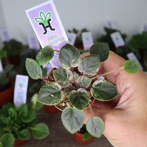Rob&#39;s Hallucination Mini African Violet live plant in a miniature 2&quot; pot | 2 plants required per order |