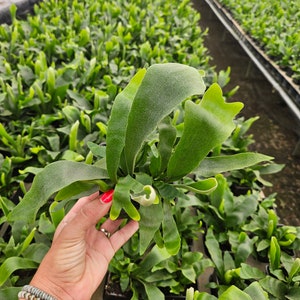 Staghorn Fern – Live Plant in 4” Pot, Unique Platycerium Fern for Indoor Spaces, Easy Care, Perfect Gift, 2 Plants Minimum&quot;