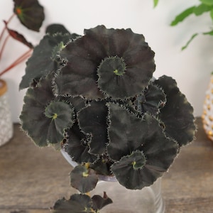 Planta de begonia negra en maceta de 12,7 cm, begonia rex Dark Mambo / Zanzibar viva. Se deben pedir 2 o más plantas (se pueden combinar).
