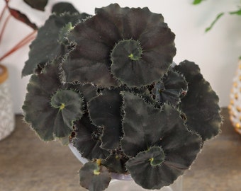 Black Begonia plant "Dark Mambo / Zanzibar" live plant rex begonia in a 5" pot | 2 plants required per order |