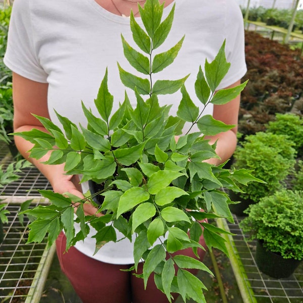 Holly fern plant Dwarf Japanese holly, Dwarf fortune Holly Cyrtomium fortune Fern live Plant in a 4" pot  | 2 plants required per order |