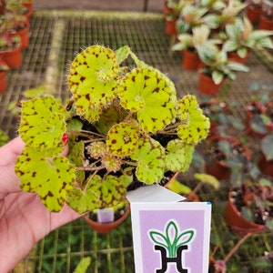 May include: A potted Tiger Kitten begonia plant with bright green leaves speckled with dark brown spots. The leaves have a unique, spiral shape and are surrounded by small, spiky edges. The plant is in a small brown pot, with a white label.