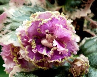 Wranglers Gaudy Lady African Violet live plant, young starter in a 4" pot | plant lover gift | 2 plants required per order |