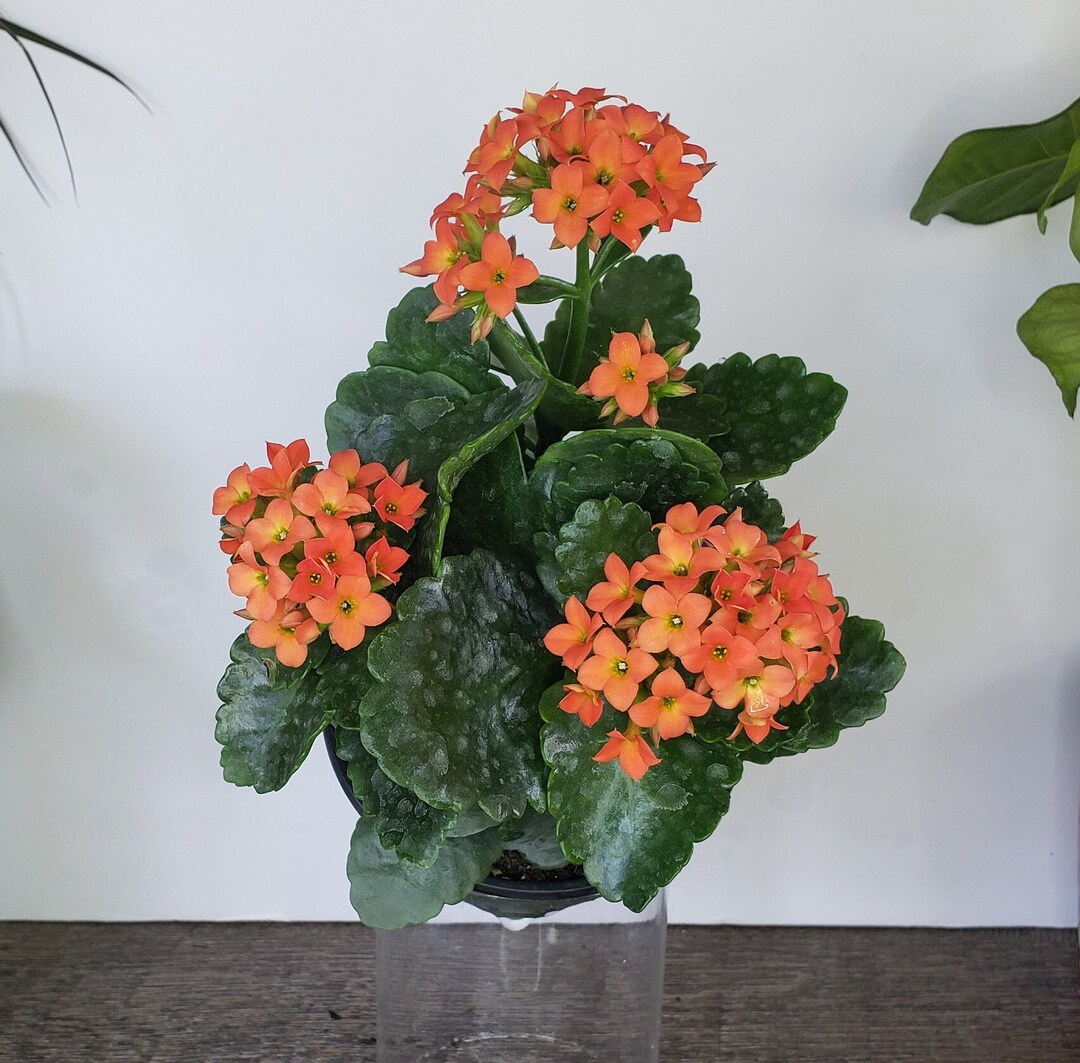 LIVE Blooming Kalanchoe Blossfeldiana Plant 4.5 Pot, Flaming Katy