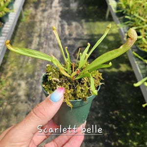 May include: A small green potted plant with long, slender leaves and a curved, trumpet-like structure. The plant is labeled "Scarlett belle" in white text. The pot is held by a hand with a colorful manicure.