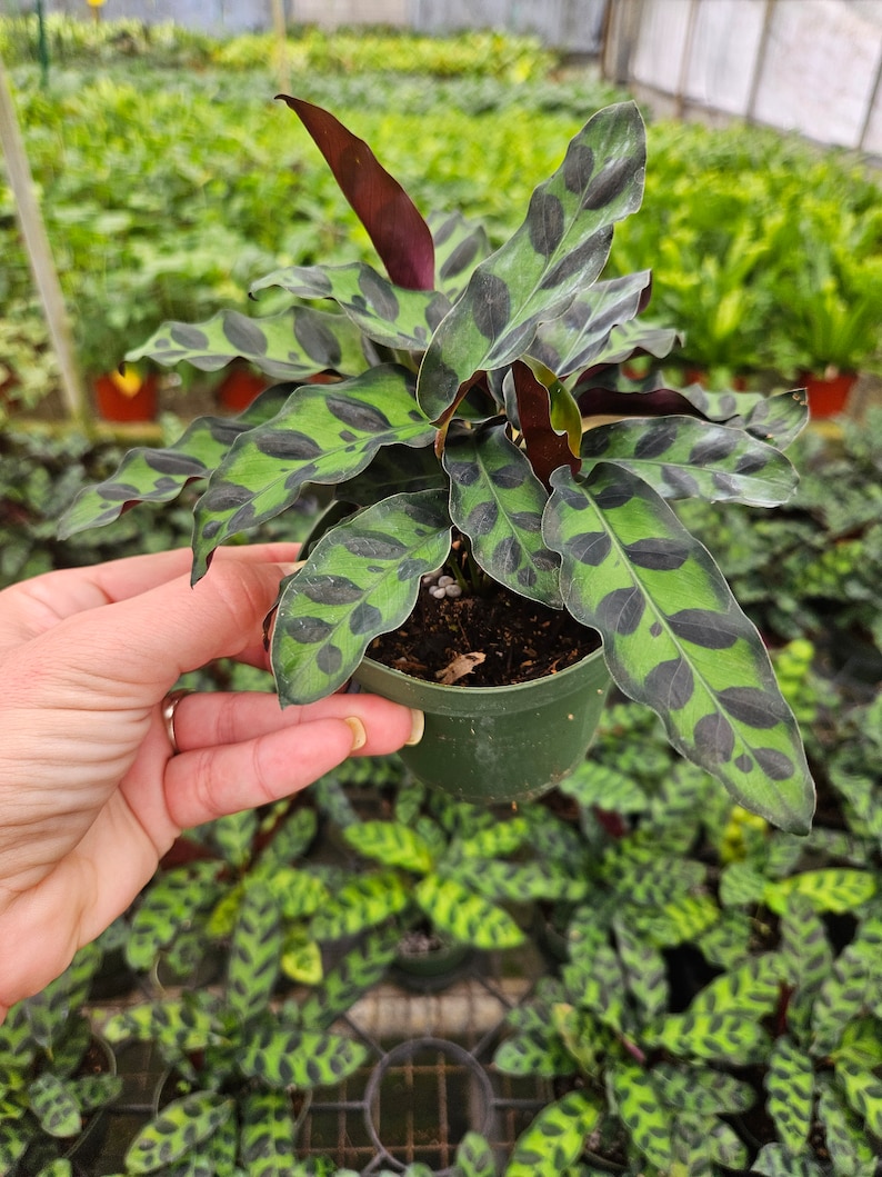 FreshFromGreenhouse Rattlesnake Calathea Plant - Thumbnail 2