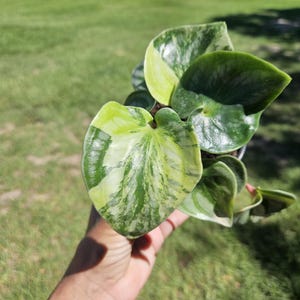 Variegated Peperomia plant Costa Rica, peperomia in a 4&quot; pot, variegation can vary from plant to plant *2 item minimum per orders*