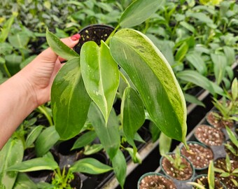 Philodendron Jose Buono plant in a 4" pot, Variegated live rare tropical philodendron houseplant | 2 plants required per order |